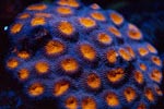 Photo: Knob coral
